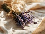 Frisch geerntet: lavendelblüte