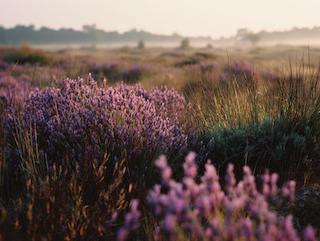 Die Lavandula angustifolia, pur und in voller Entfaltung