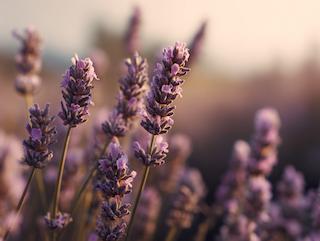 Die Pflanze in Blüte