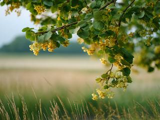 De Tilia argenteae, puur en in volle groei