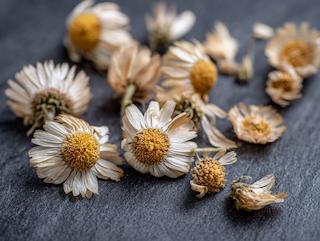 Gedroogd en klaar voor thee