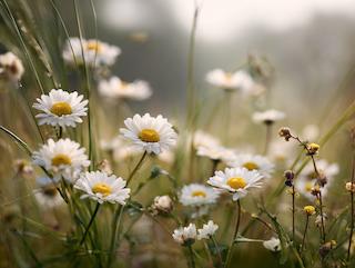 De Bellis perennis, puur en in volle groei