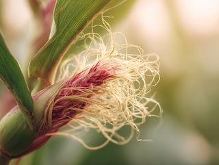 Die Pflanze in Blüte