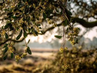 De Viscum album, puur en in volle groei