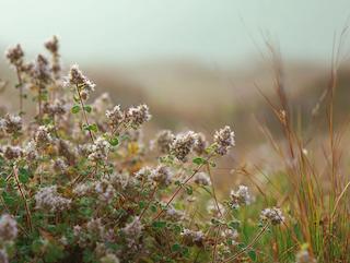 Die Origanum vulgare, pur und in voller Entfaltung