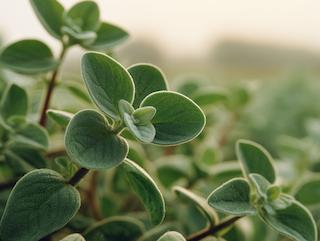 Die Pflanze in Blüte