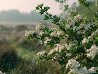 Die Crataegus monogyna, pur und in voller Entfaltung