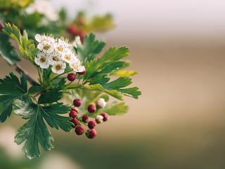 Die Pflanze in Blüte