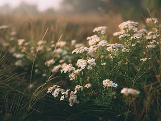 Die Tanacetum parthenium, pur und in voller Entfaltung