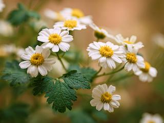 Die Pflanze in Blüte