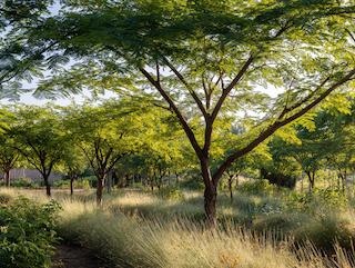 De Moringa oleifera, puur en in volle groei