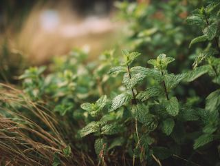 Die Mentha spicata, pur und in voller Entfaltung