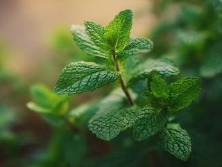 Die Pflanze in Blüte