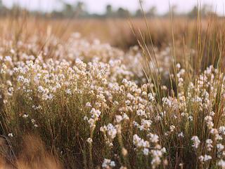 Die Euphrasia officinalis, pur und in voller Entfaltung
