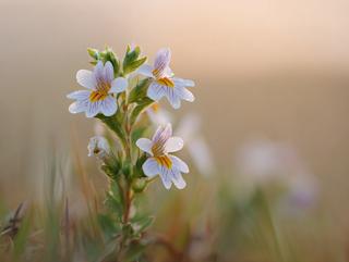 Die Pflanze in Blüte