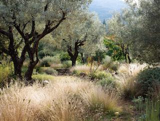 De Olea europaea, puur en in volle groei