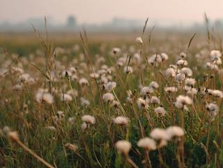 De Taraxacum officinale, puur en in volle groei