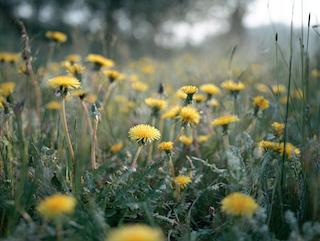 De Taraxacum officinale, puur en in volle groei