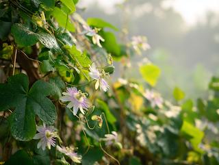 Die Passiflora incarnata, pur und in voller Entfaltung