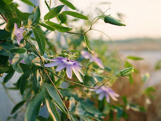 Die Pflanze in Blüte