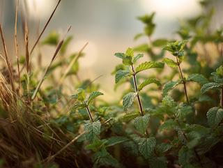Die Mentha piperita, pur und in voller Entfaltung