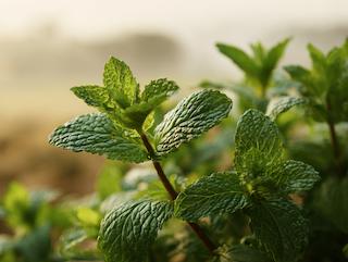 Die Pflanze in Blüte