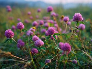 De Trifolium pratense, puur en in volle groei