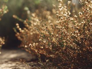 Die Aspalathus linearis, pur und in voller Entfaltung