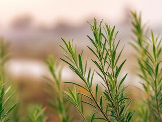 Die Pflanze in Blüte