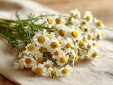 Vers geoogst: roomse kamille