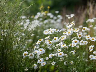 De Chamaemelum nobile, puur en in volle groei