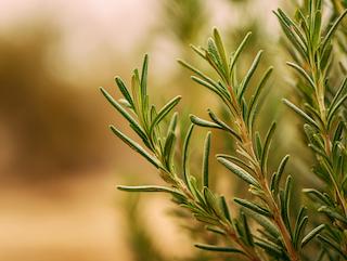 Die Pflanze in Blüte