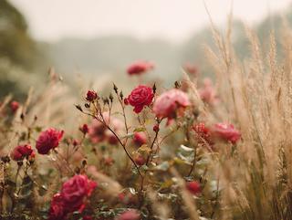 Die Rosa damascena petala, pur und in voller Entfaltung