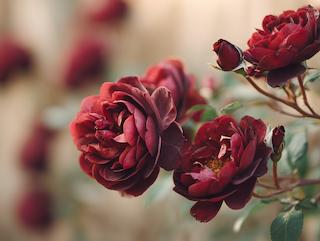 Die Pflanze in Blüte