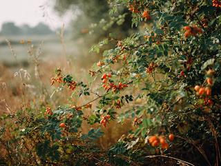 Die Rosa canina, pur und in voller Entfaltung