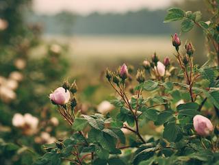 Die Rosa damascena, pur und in voller Entfaltung