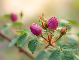 Die Pflanze in Blüte