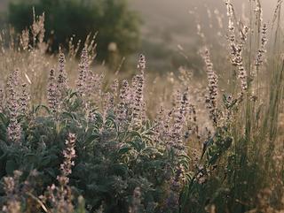 Die Salvia officinalis, pur und in voller Entfaltung