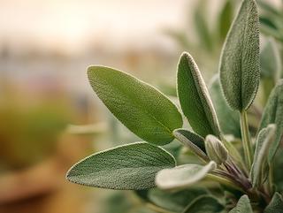 Die Pflanze in Blüte