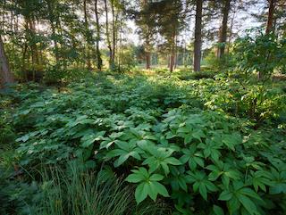 De Eleutherococcus senticosus, puur en in volle groei