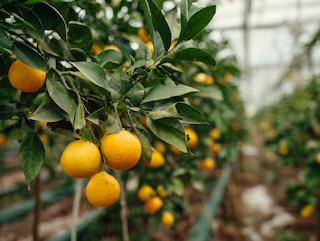 Die Citrus sinensis pericarpium, pur und in voller Entfaltung
