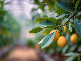 Die Pflanze in Blüte