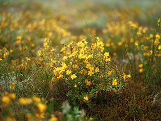 Die Hypericum perforatum, pur und in voller Entfaltung