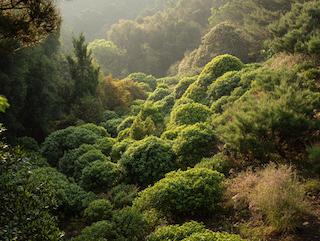 De Illicium verum, puur en in volle groei