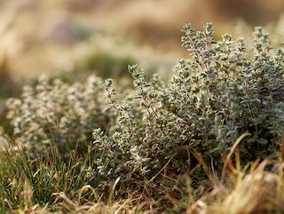 Die Thymus vulgaris, pur und in voller Entfaltung