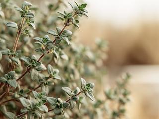 Die Pflanze in Blüte