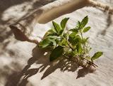 Frisch geerntet: heiliges basilikum / tulsi