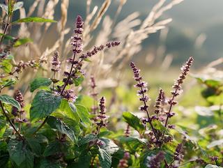 Die Ocimum sanctum, pur und in voller Entfaltung