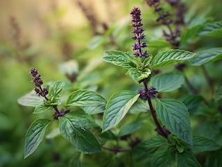 Die Pflanze in Blüte