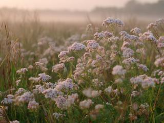 Die Valeriana officinalis, pur und in voller Entfaltung